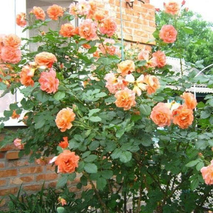 Westerland ® Climbing Roses garden rose bushes potted or bare root plants
