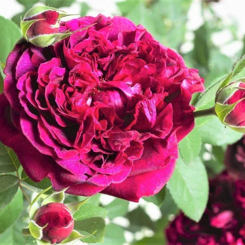 William Shakespeare 2000 ®' Floribunda Roses garden rose bushes potted or bare root plants