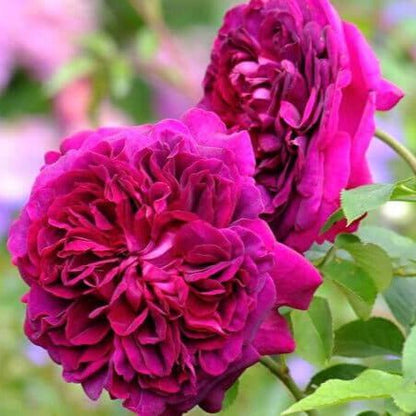 William Shakespeare 2000 ®' Floribunda Roses garden rose bushes potted or bare root plants
