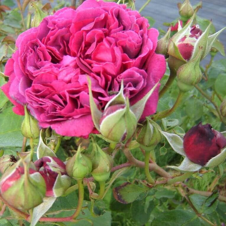 William Shakespeare 2000 ®' Floribunda Roses garden rose bushes potted or bare root plants