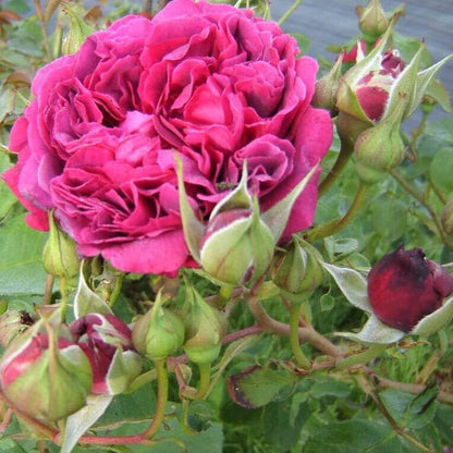William Shakespeare 2000 ®' Floribunda Roses garden rose bushes potted or bare root plants