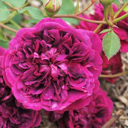 William Shakespeare 2000 ®' Floribunda Roses garden rose bushes potted or bare root plants