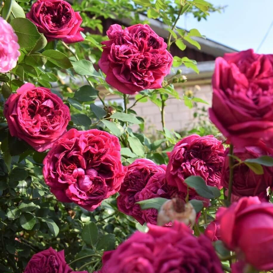 William Shakespeare 2000 ®' Floribunda Roses garden rose bushes potted or bare root plants