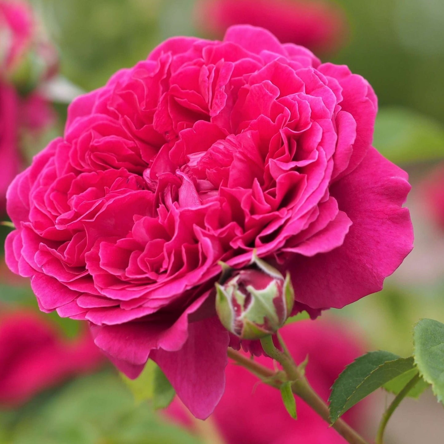 William Shakespeare 2000 ®' Floribunda Roses garden rose bushes potted or bare root plants