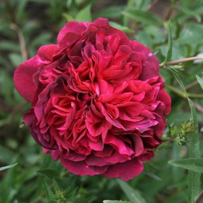 William Shakespeare 2000 ®' Floribunda Roses garden rose bushes potted or bare root plants