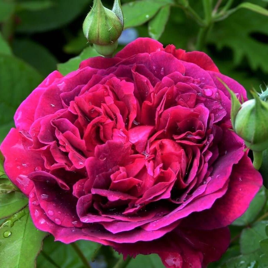 William Shakespeare 2000 ®' Floribunda Roses garden rose bushes potted or bare root plants