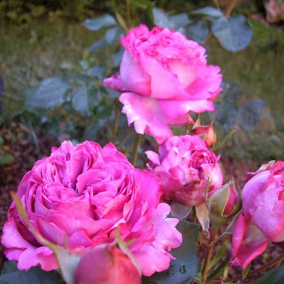 Yves Piaget ®' Hybrid Tea Roses garden rose bushes potted or bare root plants
