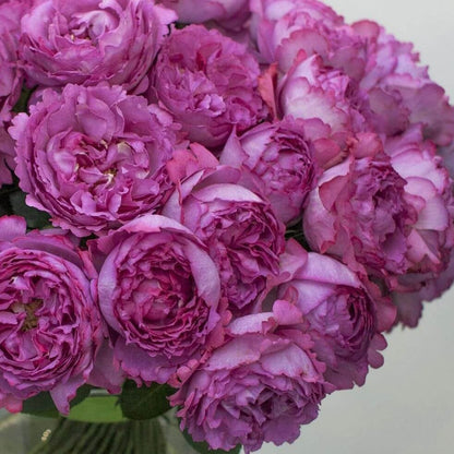 Yves Piaget ®' Hybrid Tea Roses garden rose bushes potted or bare root plants