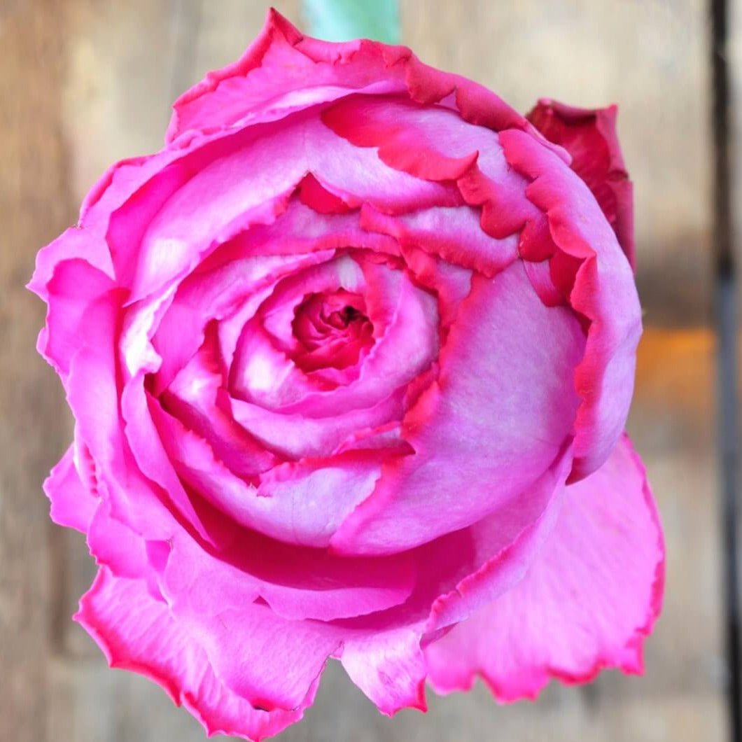 Yves Piaget ®' Hybrid Tea Roses garden rose bushes potted or bare root plants