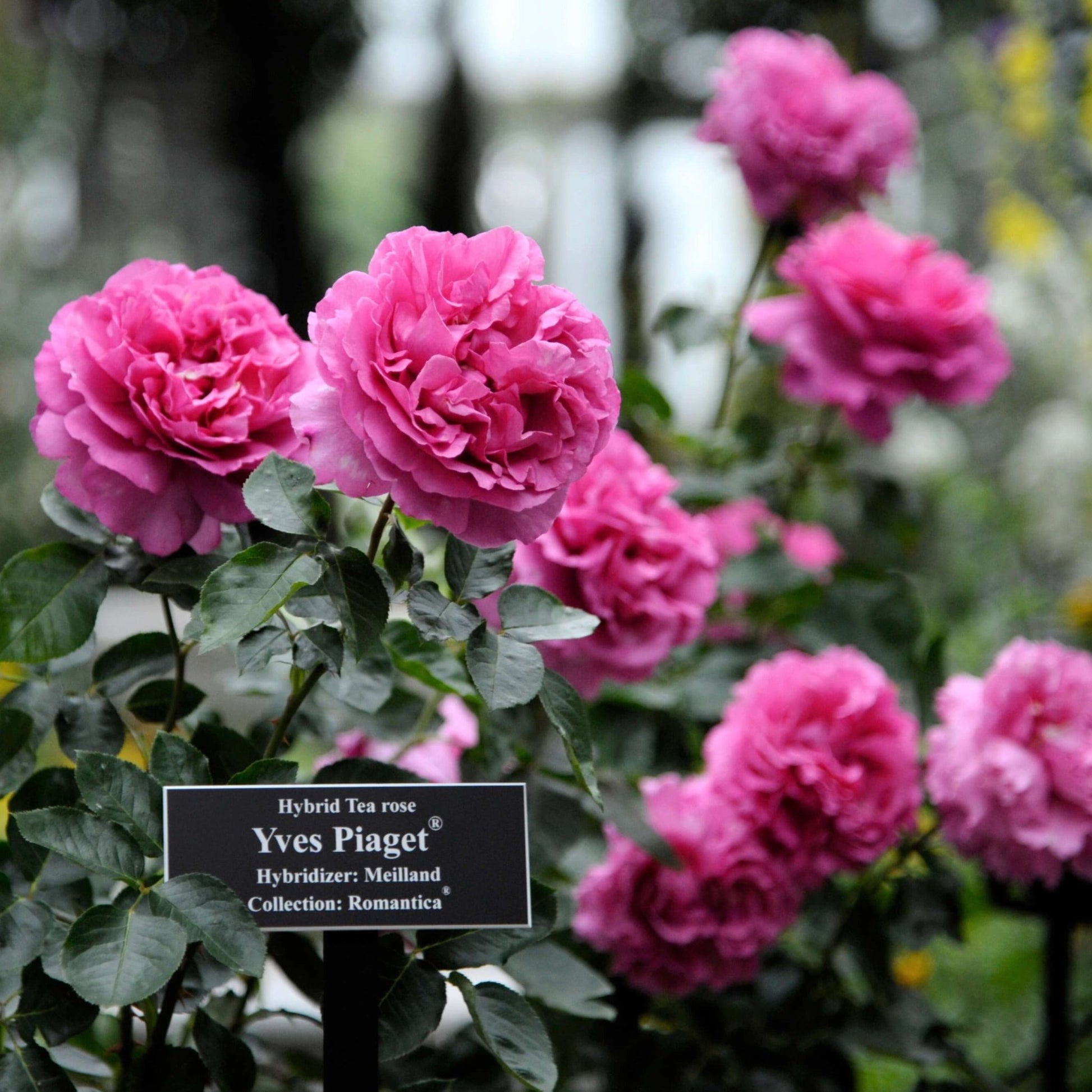 Yves Piaget ®' Hybrid Tea Roses garden rose bushes potted or bare root plants