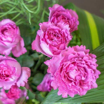 Yves Piaget ®' Hybrid Tea Roses garden rose bushes potted or bare root plants