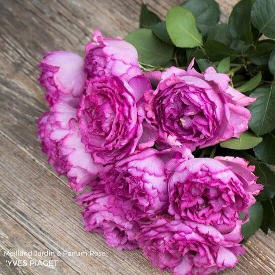 Yves Piaget ®' Hybrid Tea Roses garden rose bushes potted or bare root plants