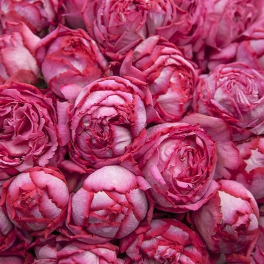 Yves Piaget ®' Hybrid Tea Roses garden rose bushes potted or bare root plants