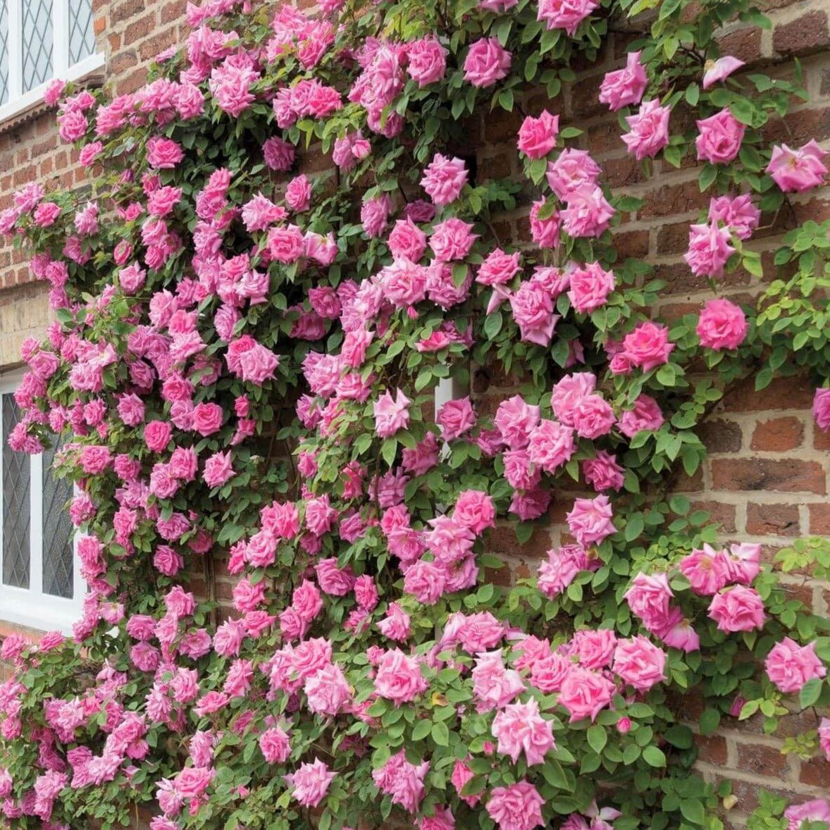 Zephirine Drouhine ® Climbing Roses garden rose bushes potted or bare root plants